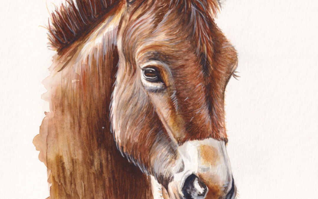 Donkey – Ears to the Wind