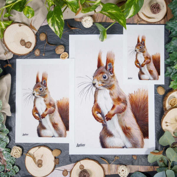 Kunstdruck | Red Squirrel – The Observer